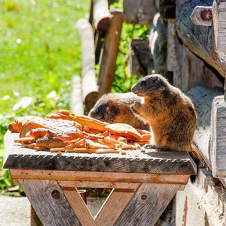Almhütte Fellimännle Tatil Evi Silbertal
