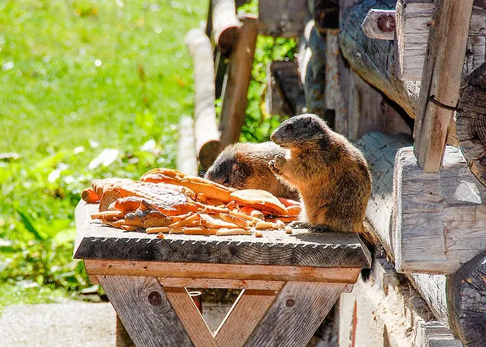 Almhuette Fellimaennle Vakantiehuis Silbertal